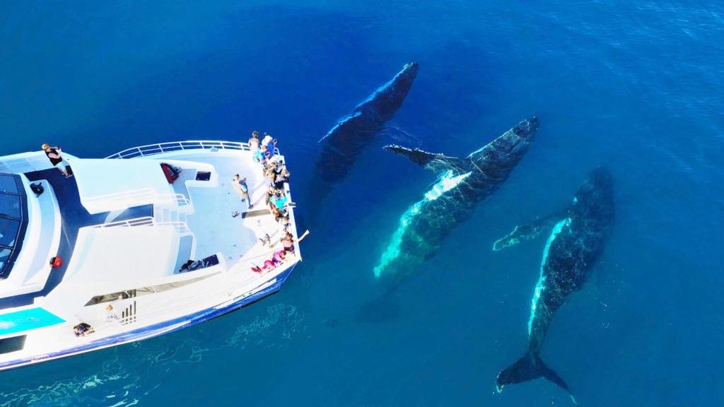 1/2 Day Whale Watching Tour - Tasman Venture