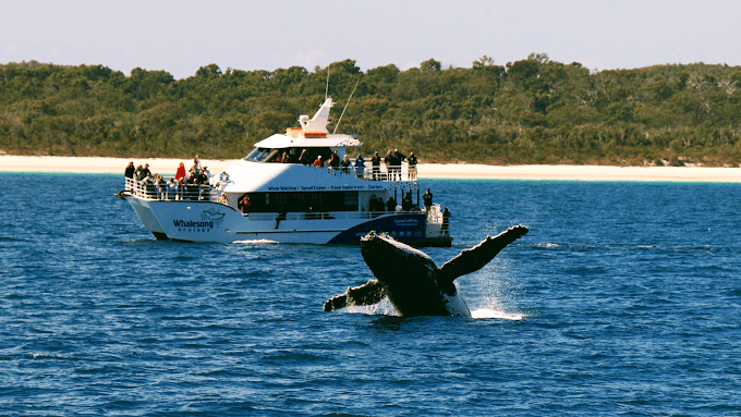 Whalesong Cruises Hervey Bay