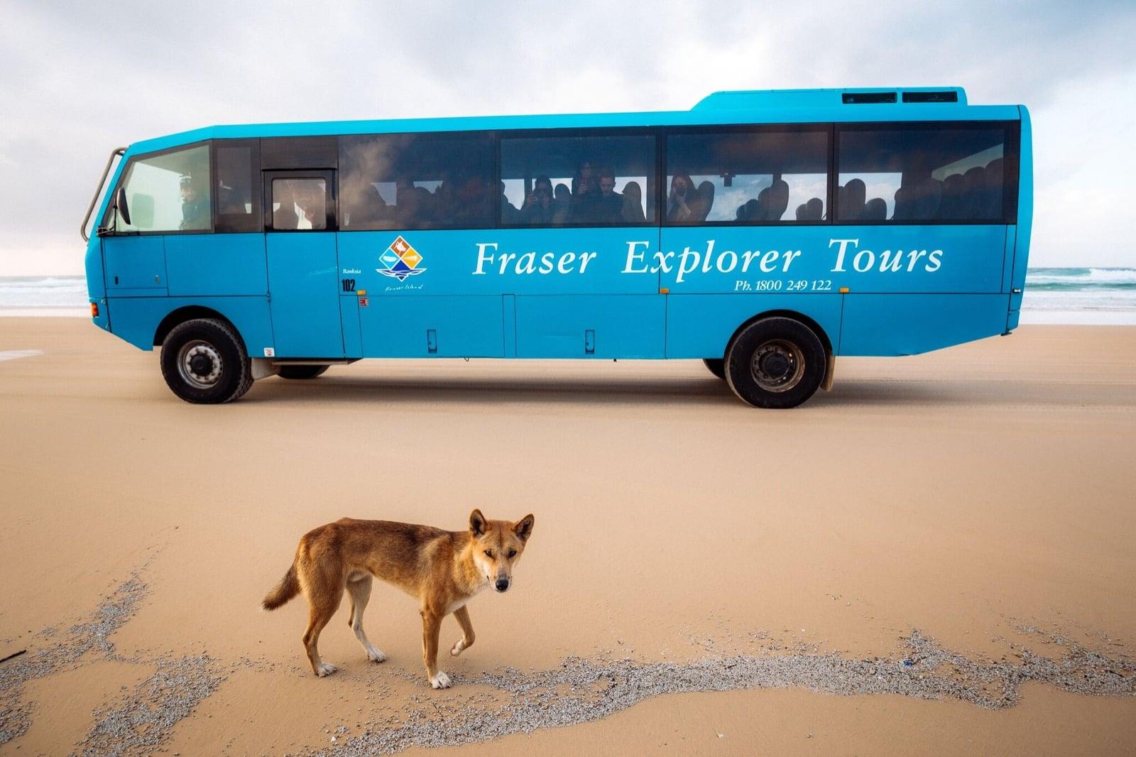 K'gari (Fraser Island) One Day Tour